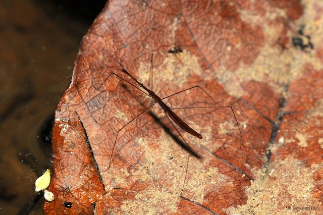 Hydrometra longicapitis • © Tran Anh Duc • All Rights Reserved