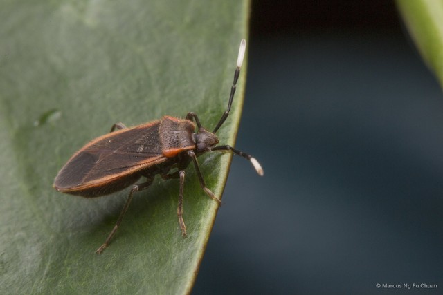 Delacampius villosus • © Marcus Ng Fu Chuan • All Rights Reserved