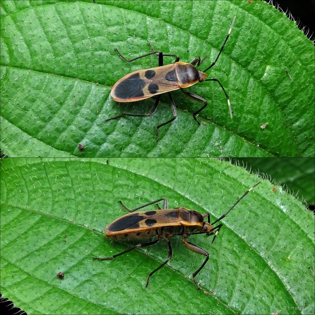 Physopelta (Neophysopelta) gutta • © Tiffany Lum • All Rights Reserved