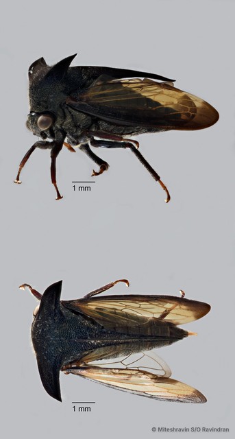 Membracidae sp. "ZRCBDP0273281" • © Miteshravin S/O Ravindran • All Rights Reserved