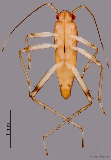 Mesovelia horvathi