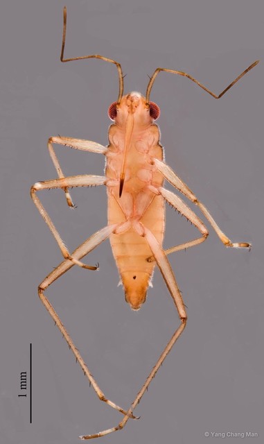 Mesovelia vittigera • © Yang Chang Man • All Rights Reserved