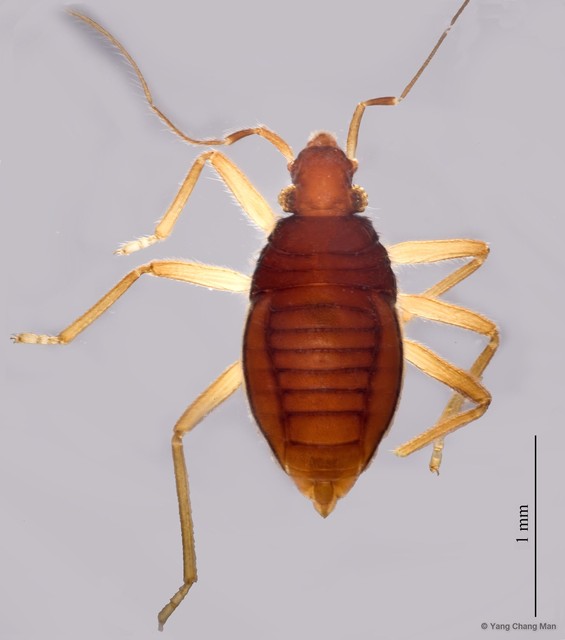 Nereivelia polhemorum • © Yang Chang Man • All Rights Reserved