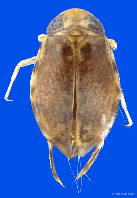 Micronecta dentifera • © Harald Bruckner • All Rights Reserved