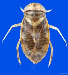 Micronecta haliploides Horváth, 1904