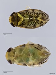 Micronecta haliploides • © Leshon Lee • All Rights Reserved