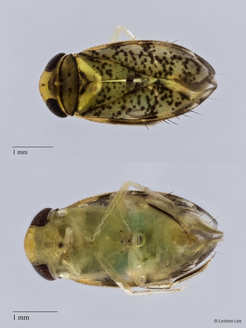 Micronecta haliploides