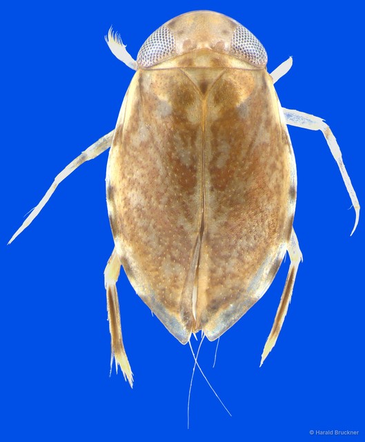 Micronecta johorensis • © Harald Bruckner • All Rights Reserved