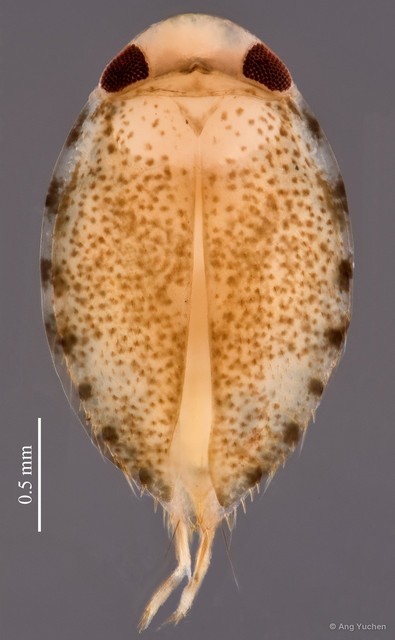 Synaptonecta issa • © Ang Yuchen • All Rights Reserved