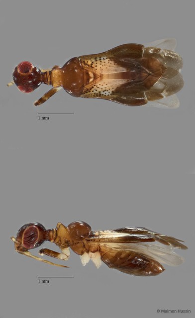 Miridae sp. "ZRCBDP0018740" • © Maimon Hussin • All Rights Reserved