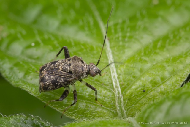 Charagochilus longicornis • © Marcus Ng Fu Chuan • CC BY-NC-ND 4.0