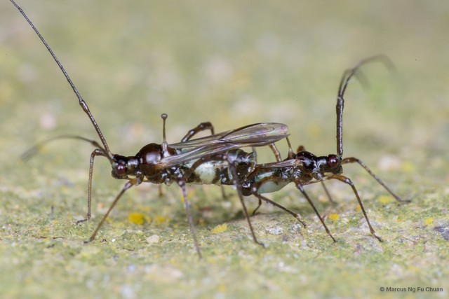 Helopeltis bradyi • © Marcus Ng Fu Chuan • All Rights Reserved