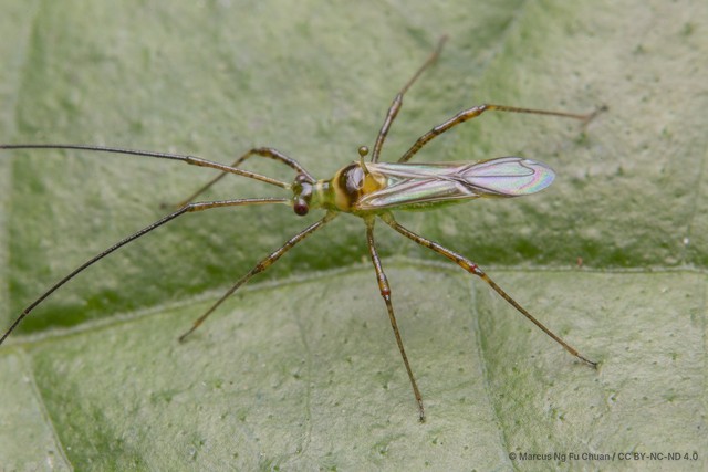 Helopeltis theivora • © Marcus Ng Fu Chuan • CC BY-NC-ND 4.0