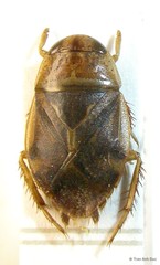 Ctenipocoris asiaticus Montandon, 1897