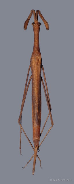 Cercotmetus asiaticus • © Dan A. Polhemus • All Rights Reserved