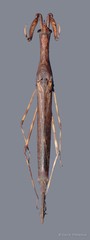 Cercotmetus brevipes • © Dan A. Polhemus • All Rights Reserved