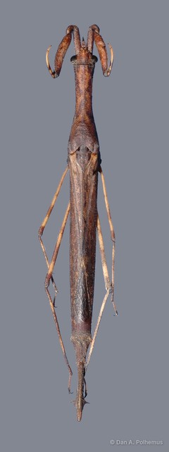 Cercotmetus brevipes • © Dan A. Polhemus • All Rights Reserved