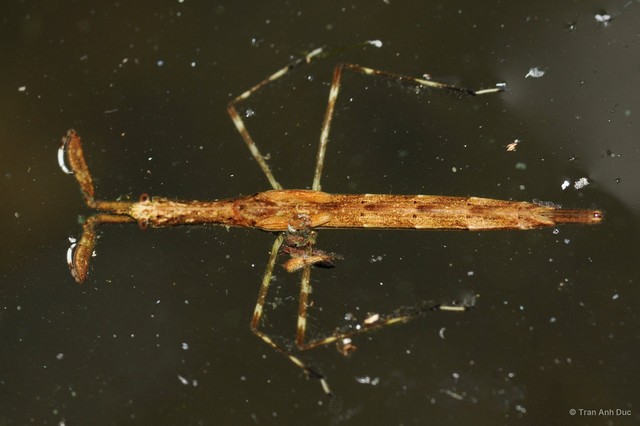 Cercotmetus brevipes