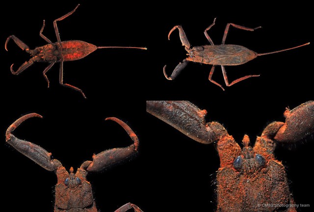 Laccotrephes sp. "JS-0160" • © CMBS photography team • All Rights Reserved