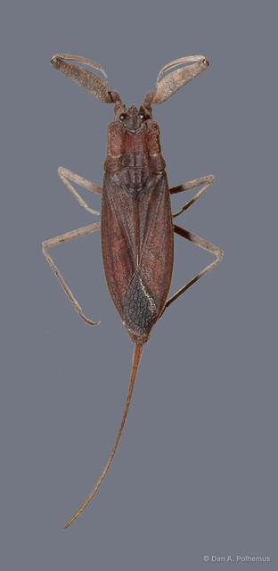 Laccotrephes simulatus • © Dan A. Polhemus • All Rights Reserved
