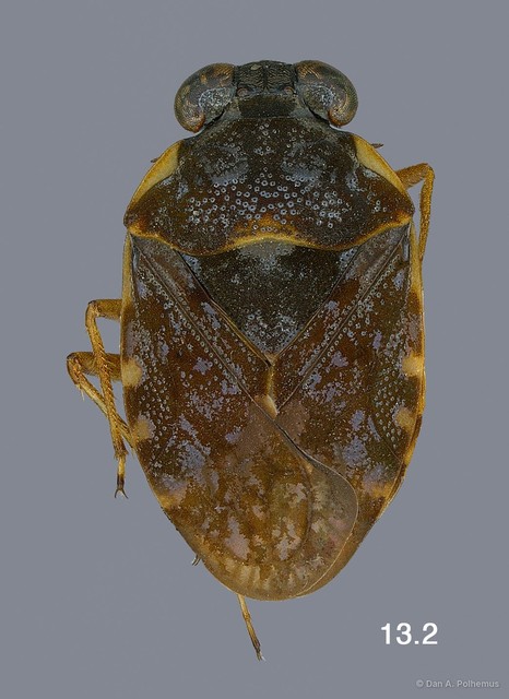 Ochterus marginatus marginatus • © Dan A. Polhemus • All Rights Reserved