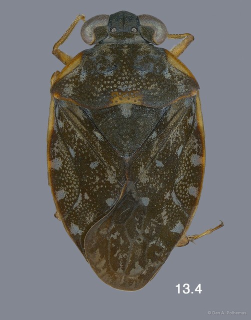 Ochterus pseudomarginatus • © Dan A. Polhemus • All Rights Reserved
