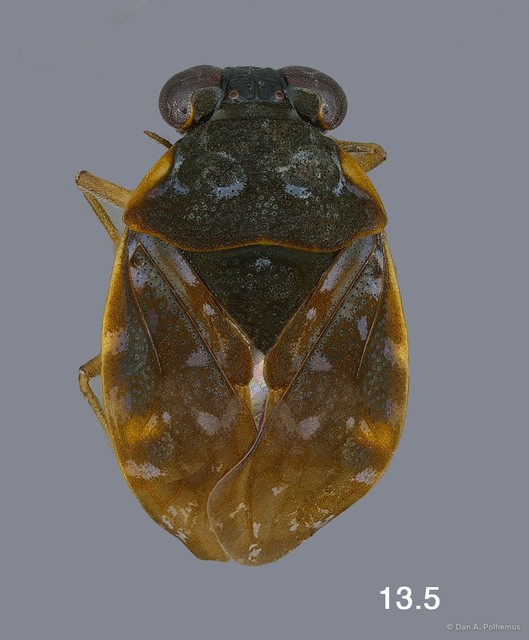 Ochterus singaporensis • © Dan A. Polhemus • All Rights Reserved