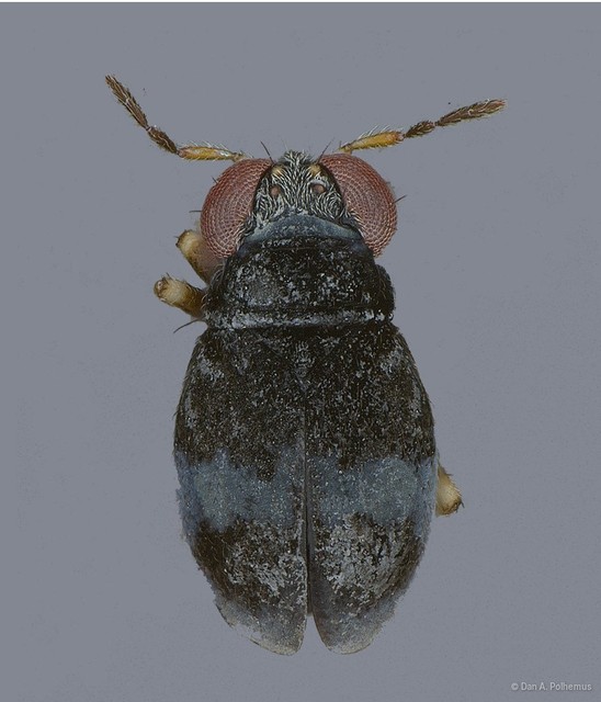 Corallocoris marksae • © Dan A. Polhemus • All Rights Reserved