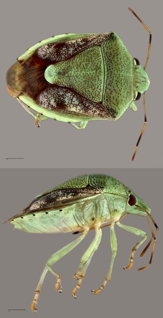 Pentatomidae sp. "ZRCBDP0071905" • © Tan Wee Chye • All Rights Reserved