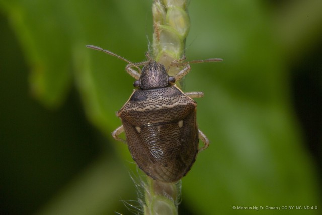 Eysarcoris ventralis • © Marcus Ng Fu Chuan • CC BY-NC-ND 4.0