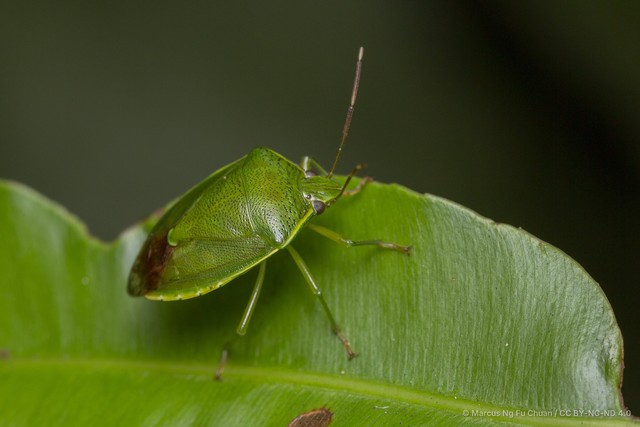 Glaucias dorsalis • © Marcus Ng Fu Chuan • CC BY-NC-ND 4.0
