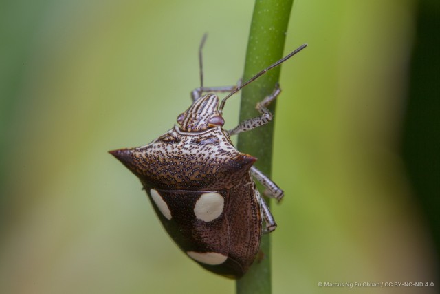 Paracritheus trimaculatus • © Marcus Ng Fu Chuan • CC BY-NC-ND 4.0