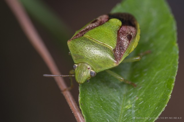 Plautia crossota • © Marcus Ng Fu Chuan • CC BY-NC-ND 4.0