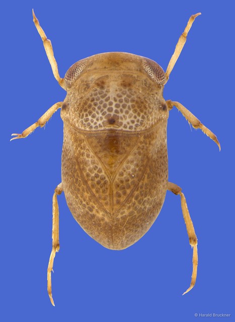Paraplea liturata • © Harald Bruckner • All Rights Reserved