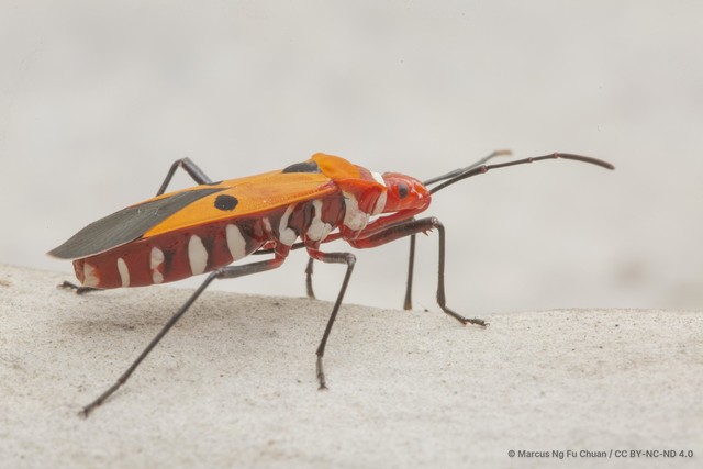 Dysdercus cingulatus • © Marcus Ng Fu Chuan • CC BY-NC-ND 4.0