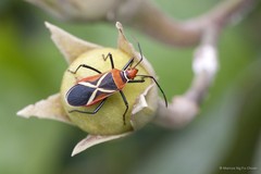 Dysdercus decussatus • © Marcus Ng Fu Chuan • All Rights Reserved