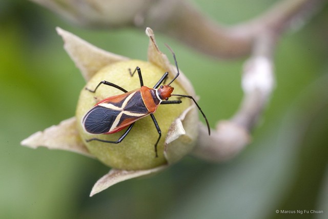 Dysdercus decussatus • © Marcus Ng Fu Chuan • All Rights Reserved