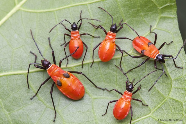 Dysdercus decussatus
