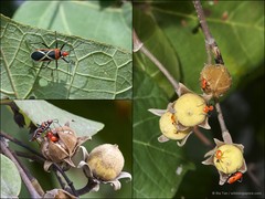 Dysdercus decussatus • © Ria Tan • All Rights Reserved