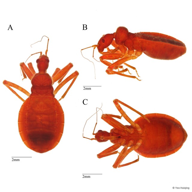 Acanthaspis sp. "1" • © Yeo Huiqing • All Rights Reserved