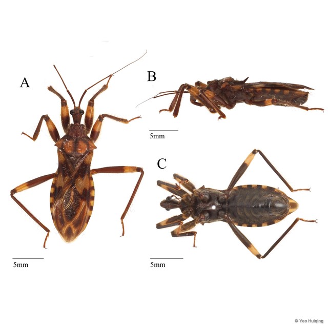 Acanthaspis sp. "cf. quadriannulata" • © Yeo Huiqing • All Rights Reserved