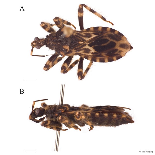 Acanthaspis inermis • © Yeo Huiqing • All Rights Reserved