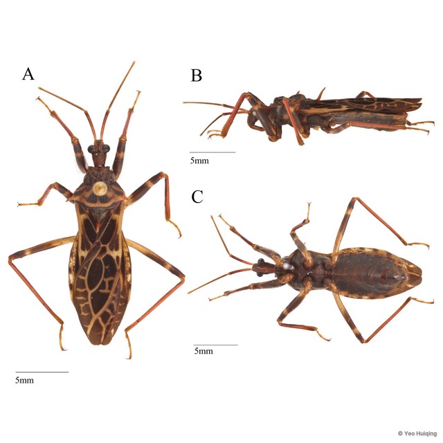 Acanthaspis signifera • © Yeo Huiqing • All Rights Reserved