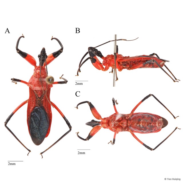 Agyrius sp. "cf. podagricus" • © Yeo Huiqing • All Rights Reserved