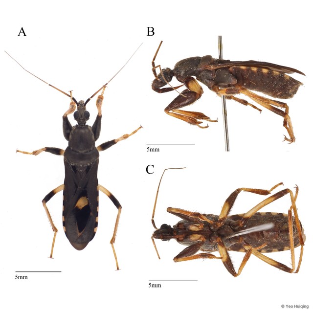 Ectomocoris atrox • © Yeo Huiqing • All Rights Reserved