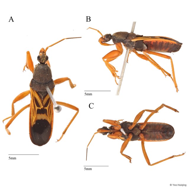 Ectomocoris elegans • © Yeo Huiqing • All Rights Reserved