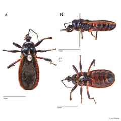 Ectrychotes sp. "cf. fruhstorferi"