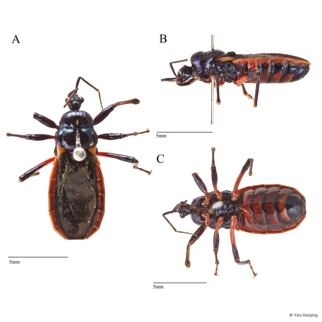 Ectrychotes sp. "cf. fruhstorferi" • © Yeo Huiqing • All Rights Reserved