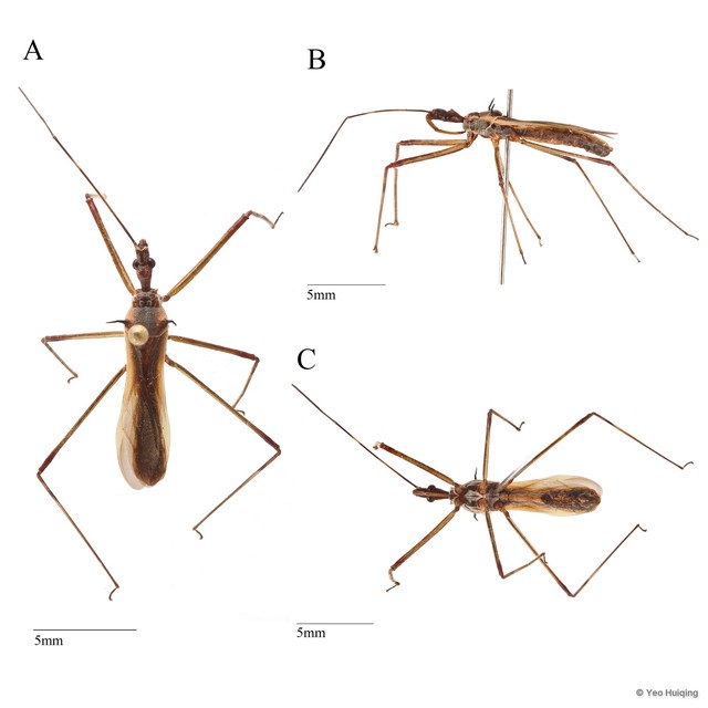Euagoras sp. "cf. plagiatus" • © Yeo Huiqing • All Rights Reserved