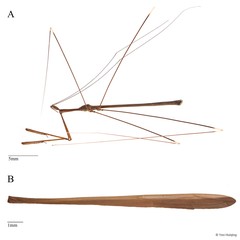Gardena melinarthrum Dohrn, 1860